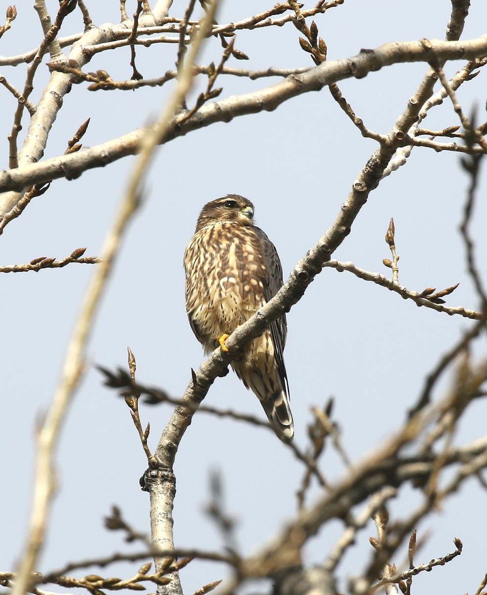 Merlin - ML645267240