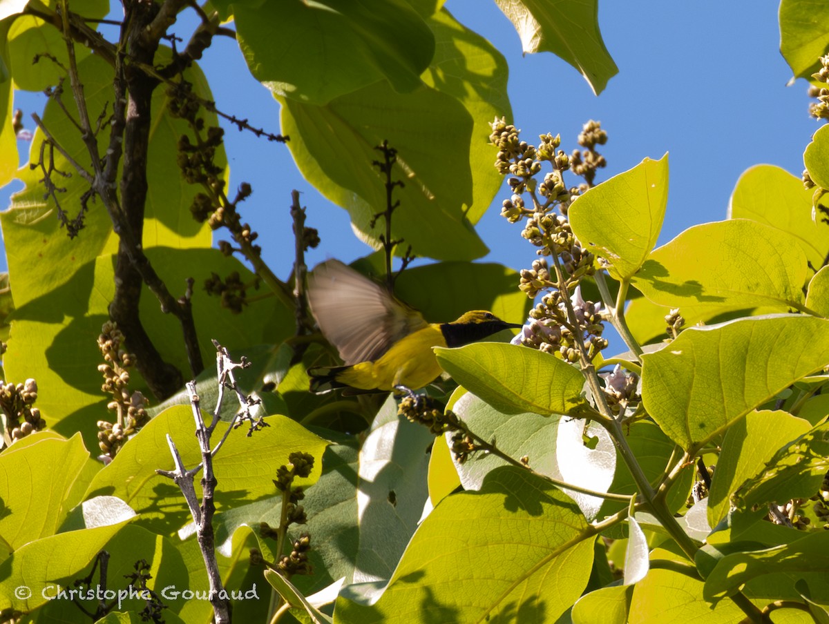 Sahul Sunbird - ML645267244