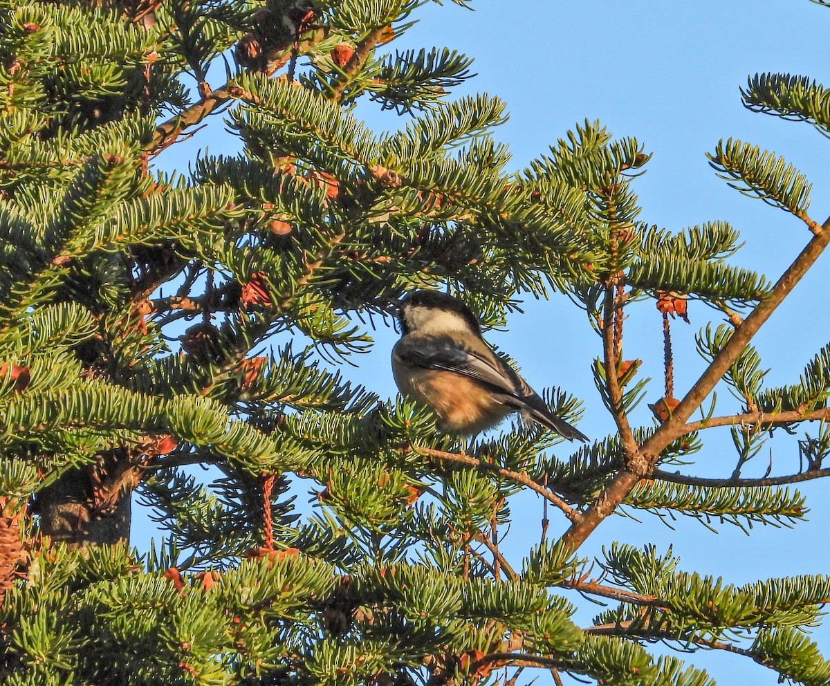 Black-capped Chickadee - ML645267246