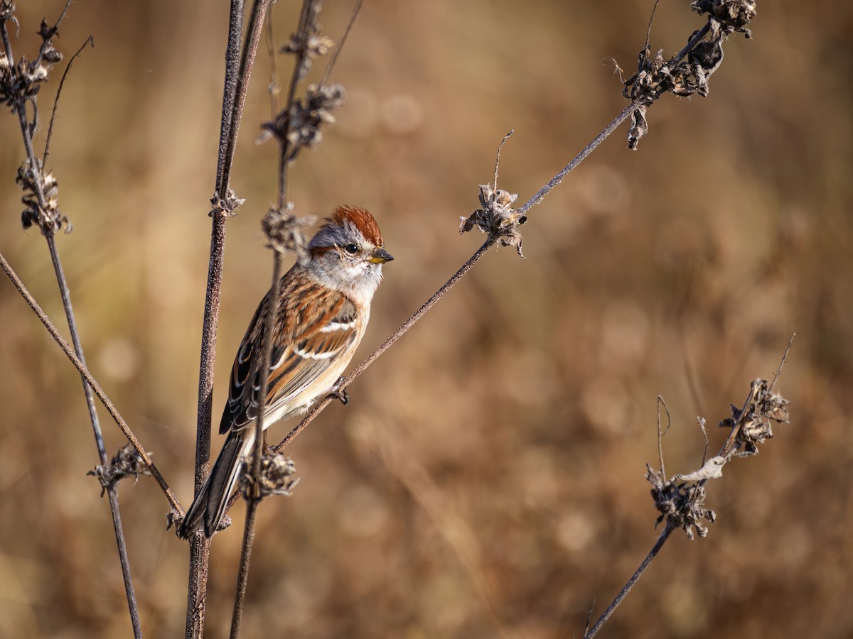 Пасовник північний - ML645267249