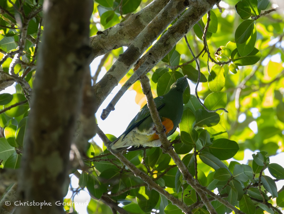 Orange-bellied Fruit-Dove - ML645267254