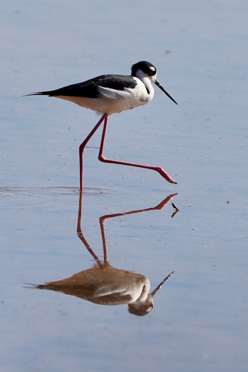 Black-necked Stilt - ML645267259