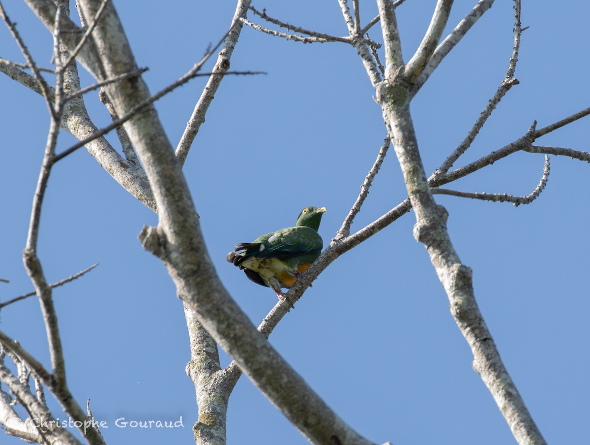 Orange-bellied Fruit-Dove - ML645267264