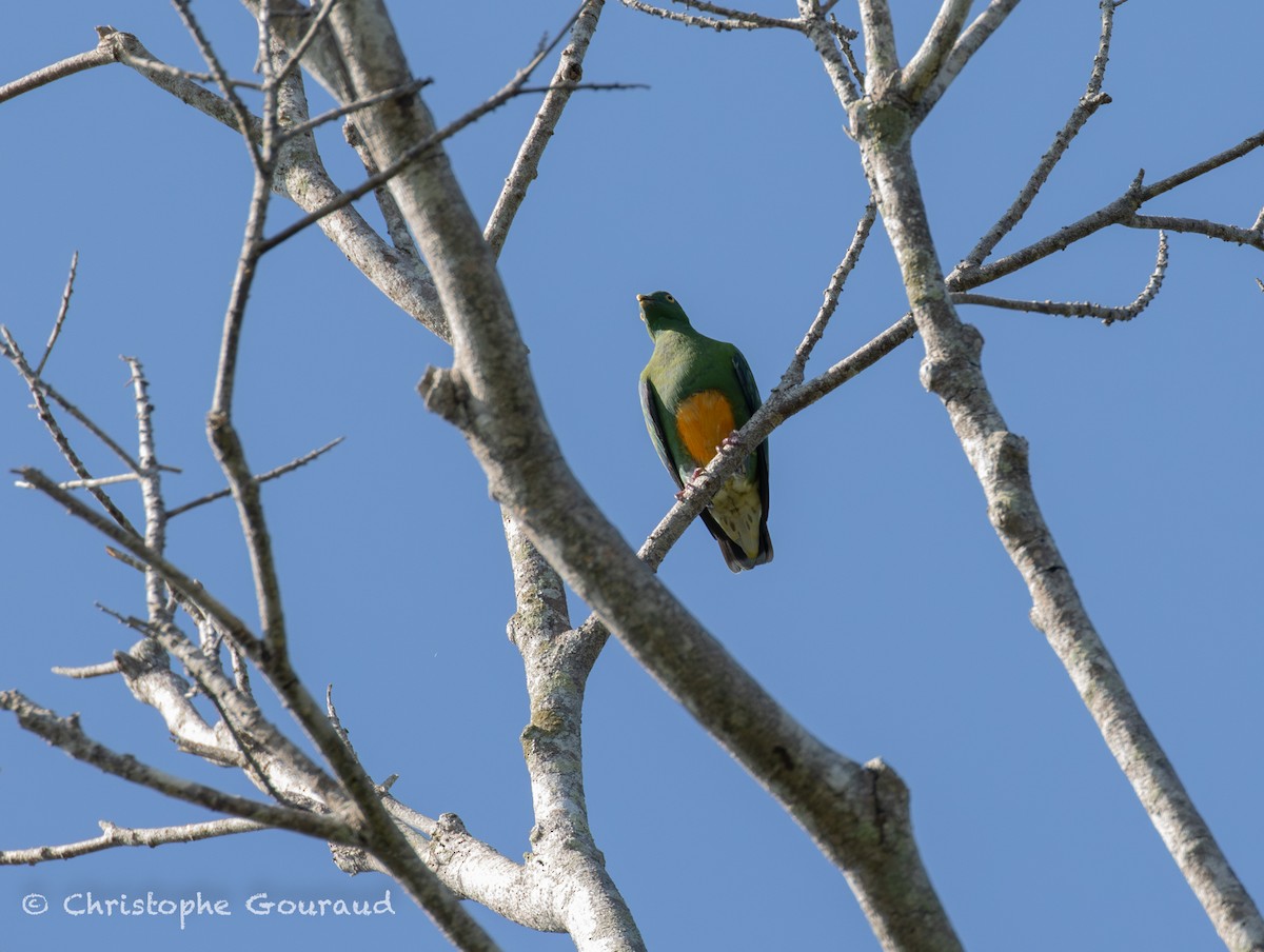 Orange-bellied Fruit-Dove - ML645267265