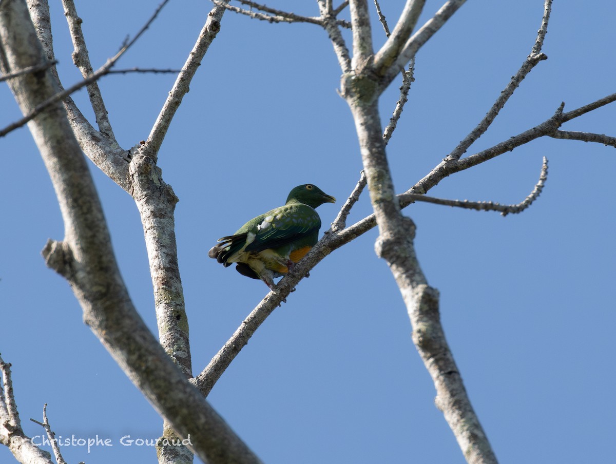 Orange-bellied Fruit-Dove - ML645267266