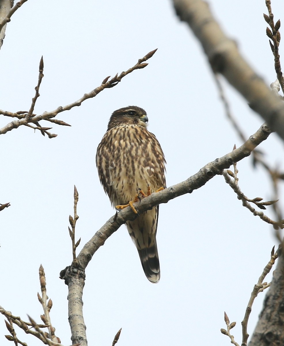 Merlin - ML645267268