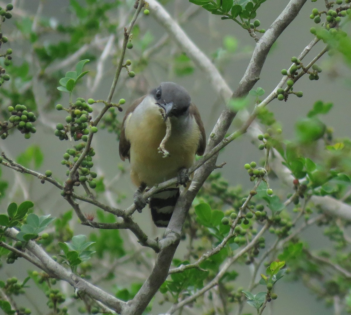 Галапагосская пиайя - ML645267269