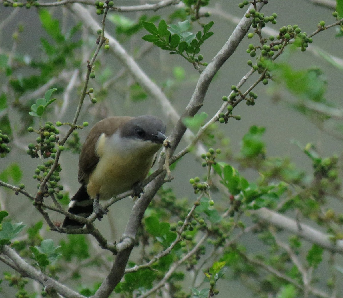 Галапагосская пиайя - ML645267270