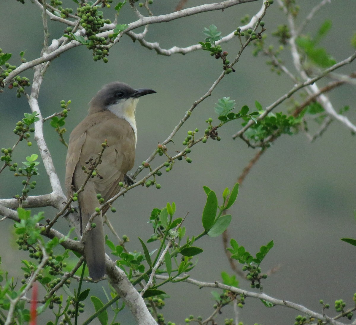 Галапагосская пиайя - ML645267271