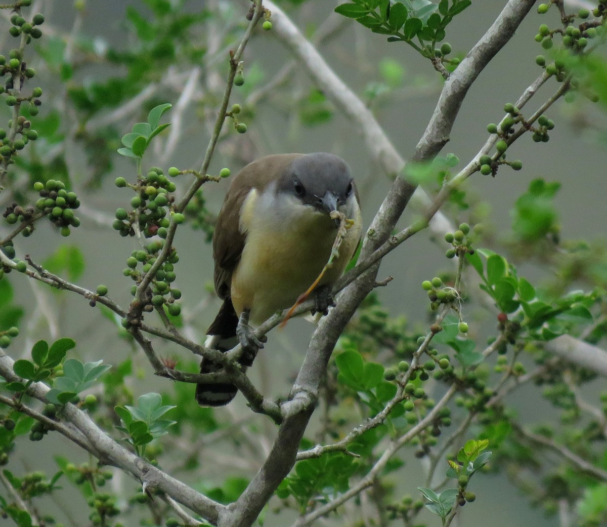 Галапагосская пиайя - ML645267273