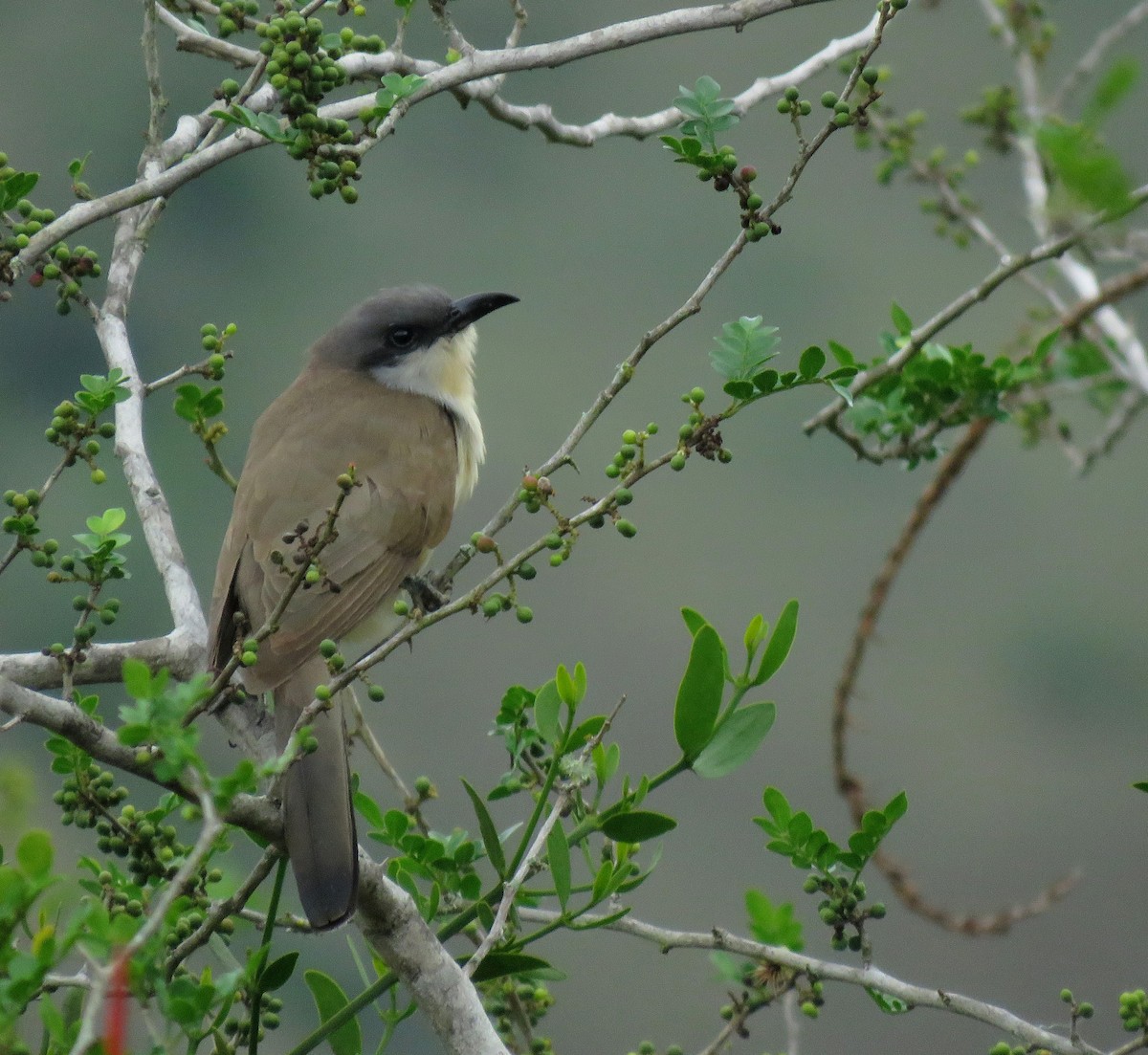 Галапагосская пиайя - ML645267276