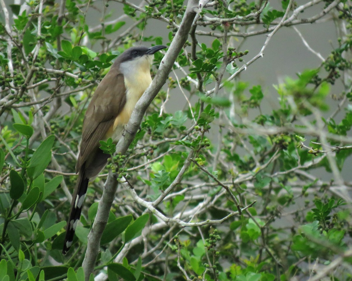 Галапагосская пиайя - ML645267277