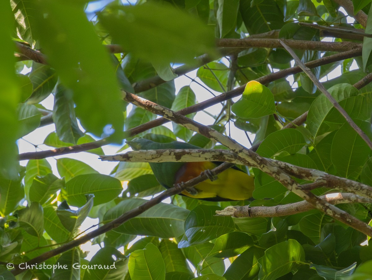 Coroneted Fruit-Dove - ML645267281