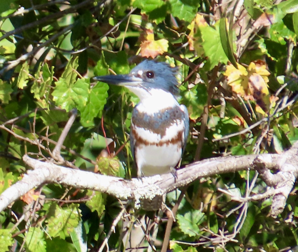 Martin handi iparramerikarra - ML645267283