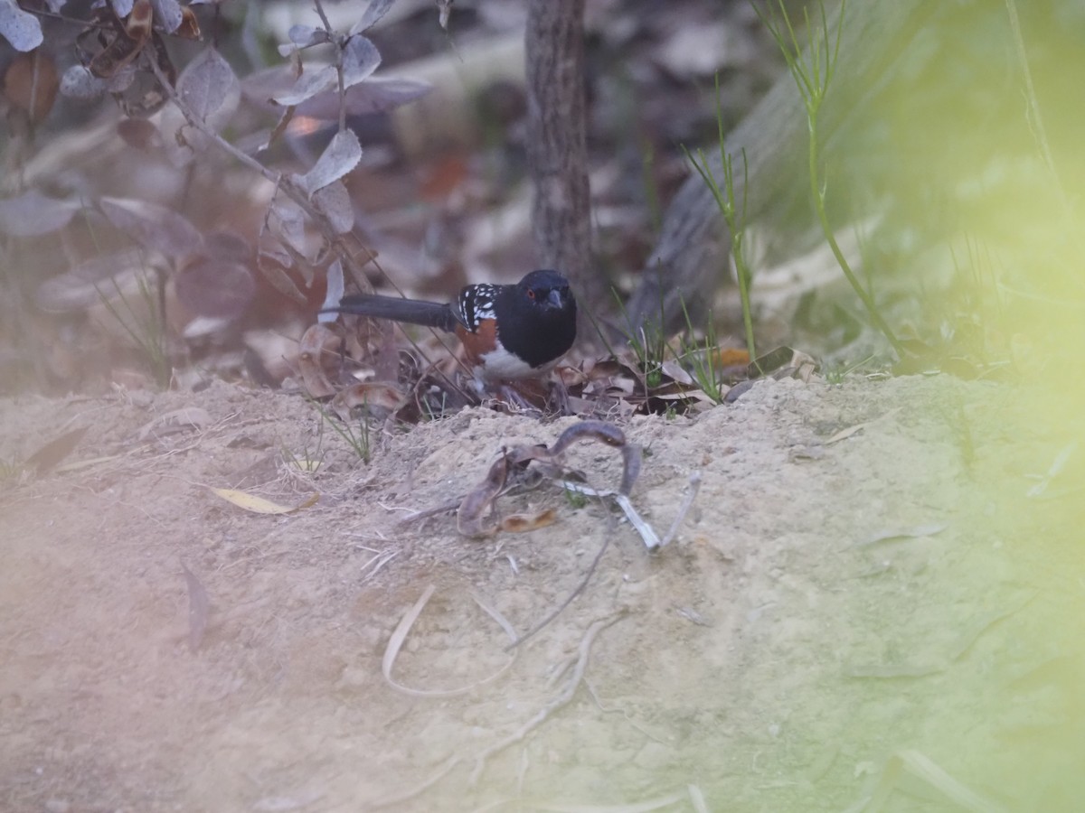 Spotted Towhee - ML645267288