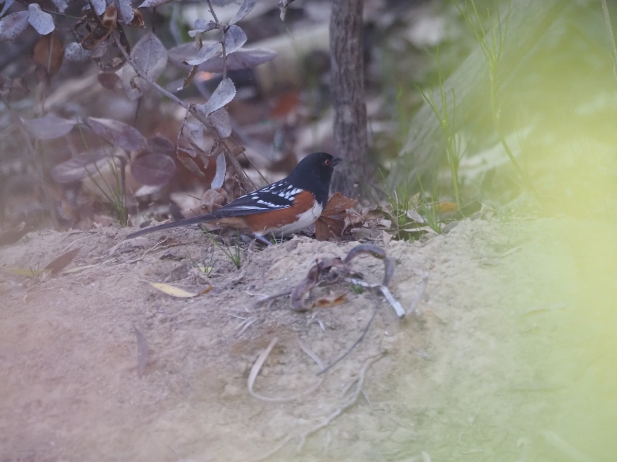 Spotted Towhee - ML645267289