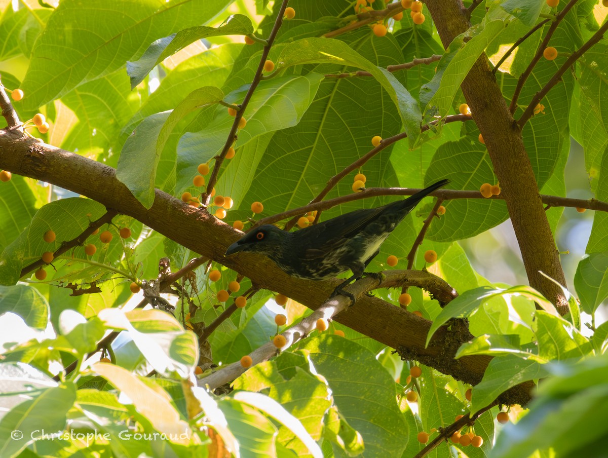 Singing Starling - ML645267290