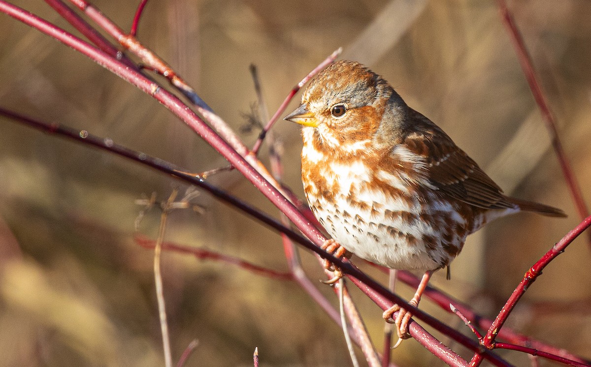 Fox Sparrow (Red) - ML645267291