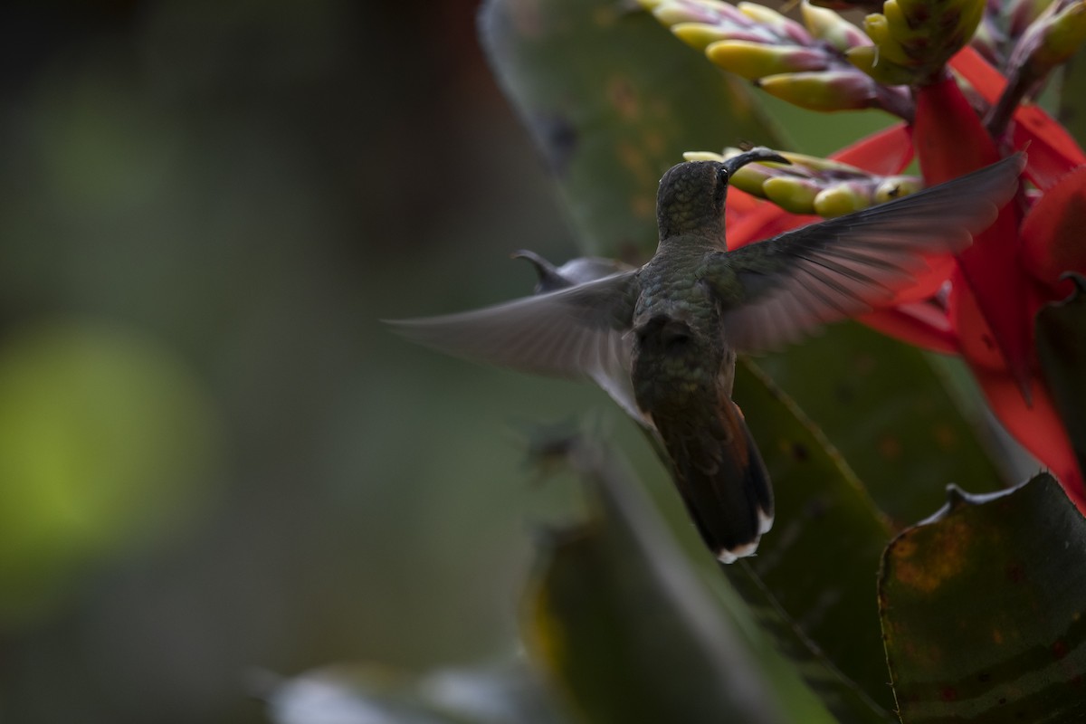 Bronzy Hermit - ML645267292