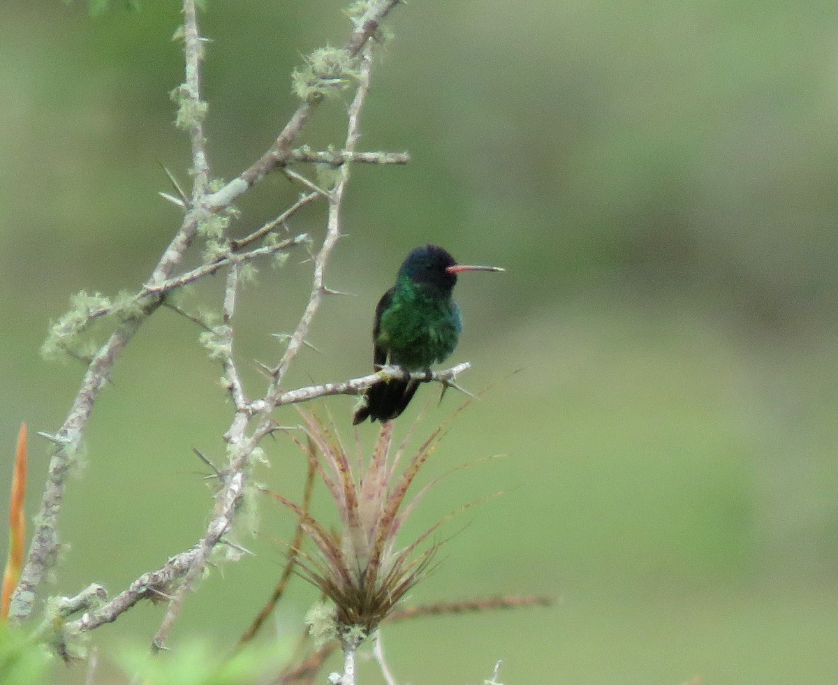 Blue-headed Sapphire - ML645267293