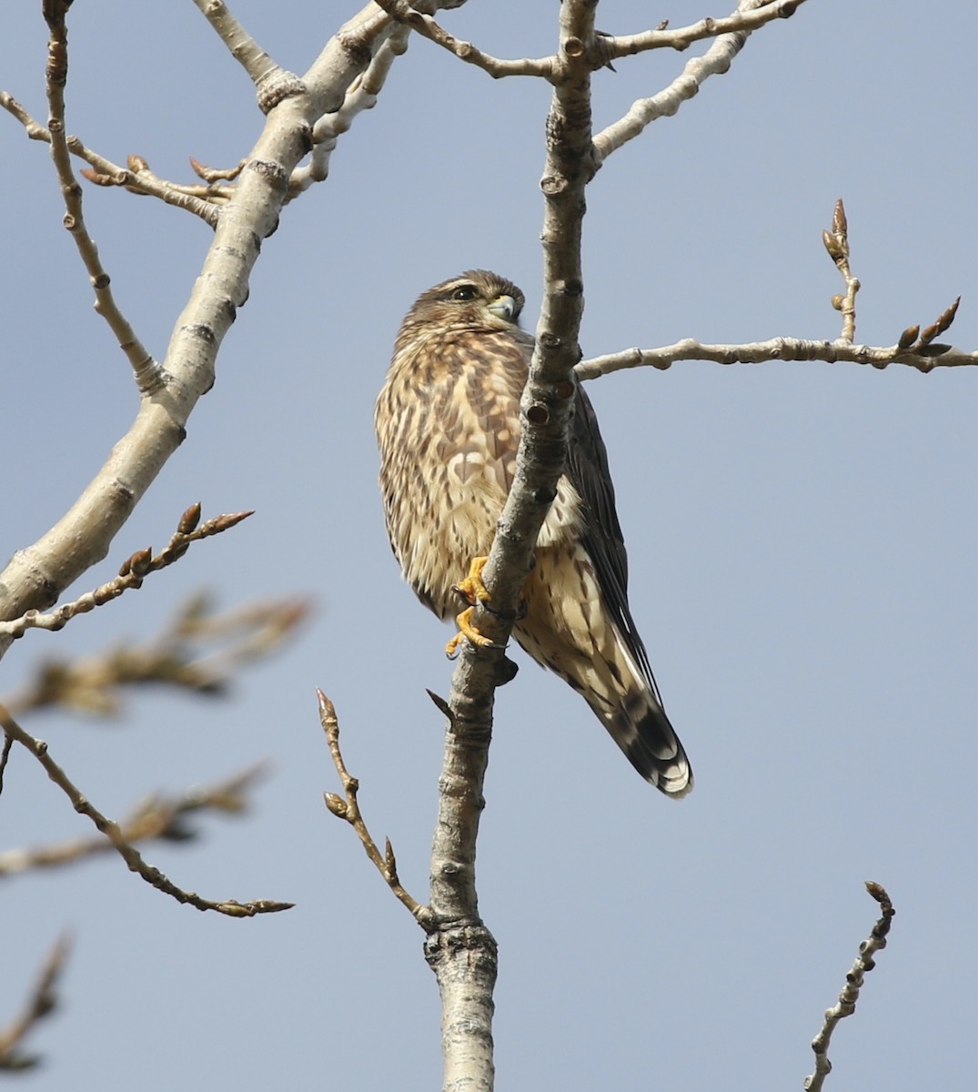 Merlin - ML645267294