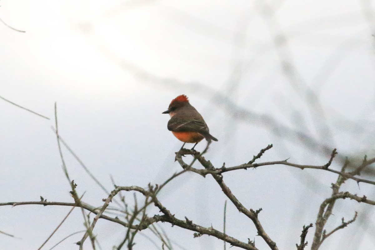 Vermilion Flycatcher - ML645267295