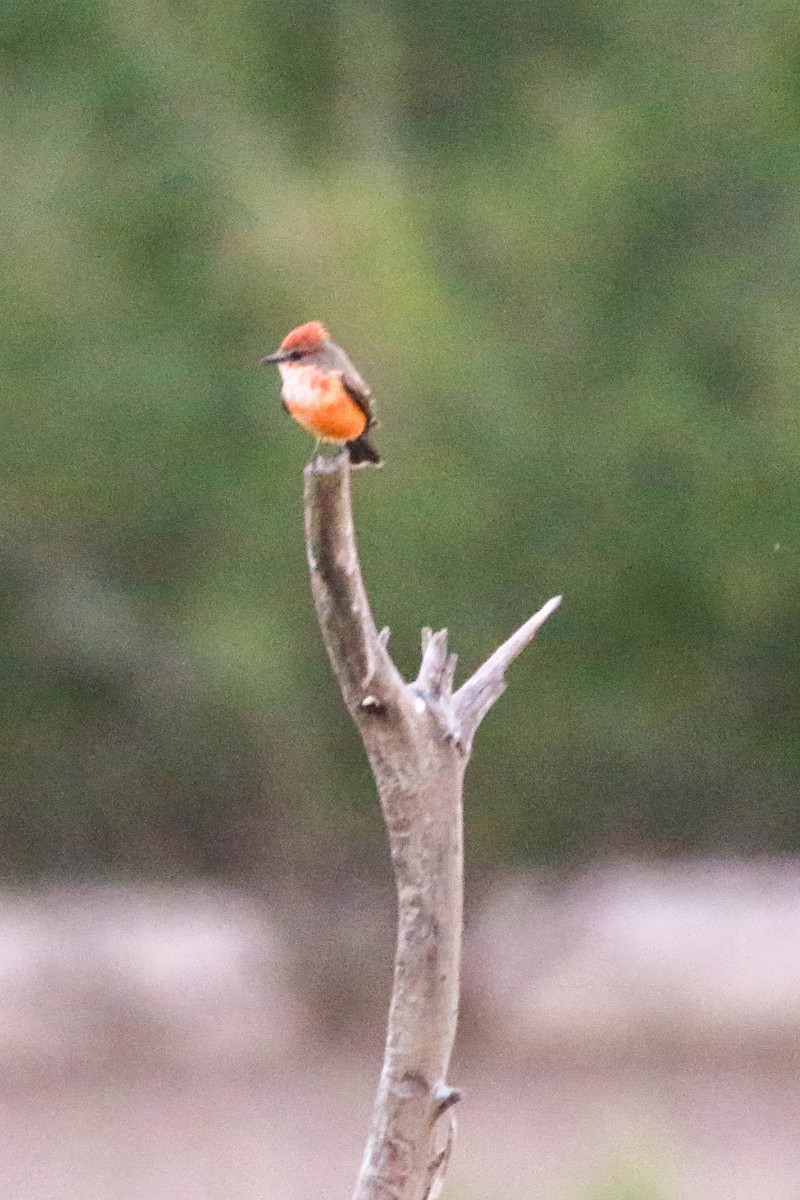 Vermilion Flycatcher - ML645267296