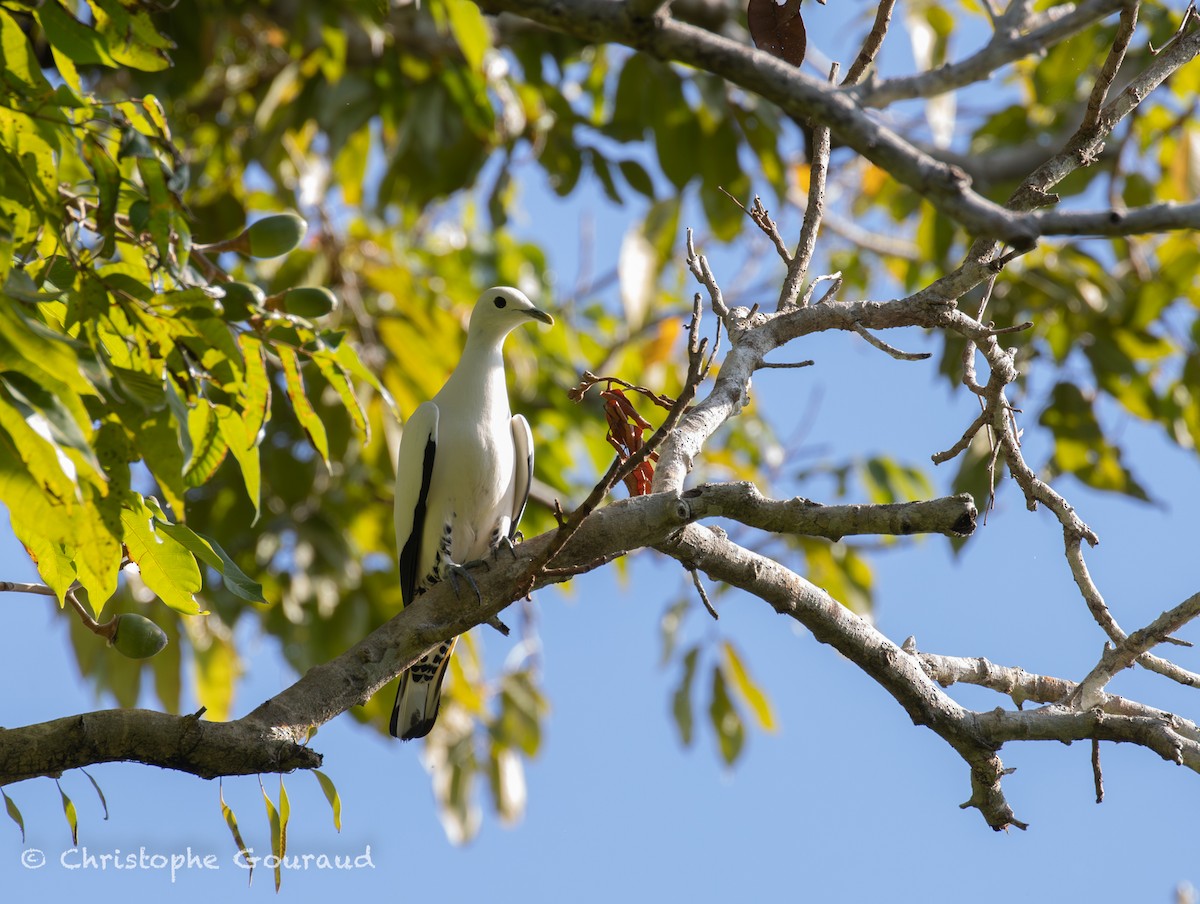 Torresian Imperial-Pigeon - ML645267297