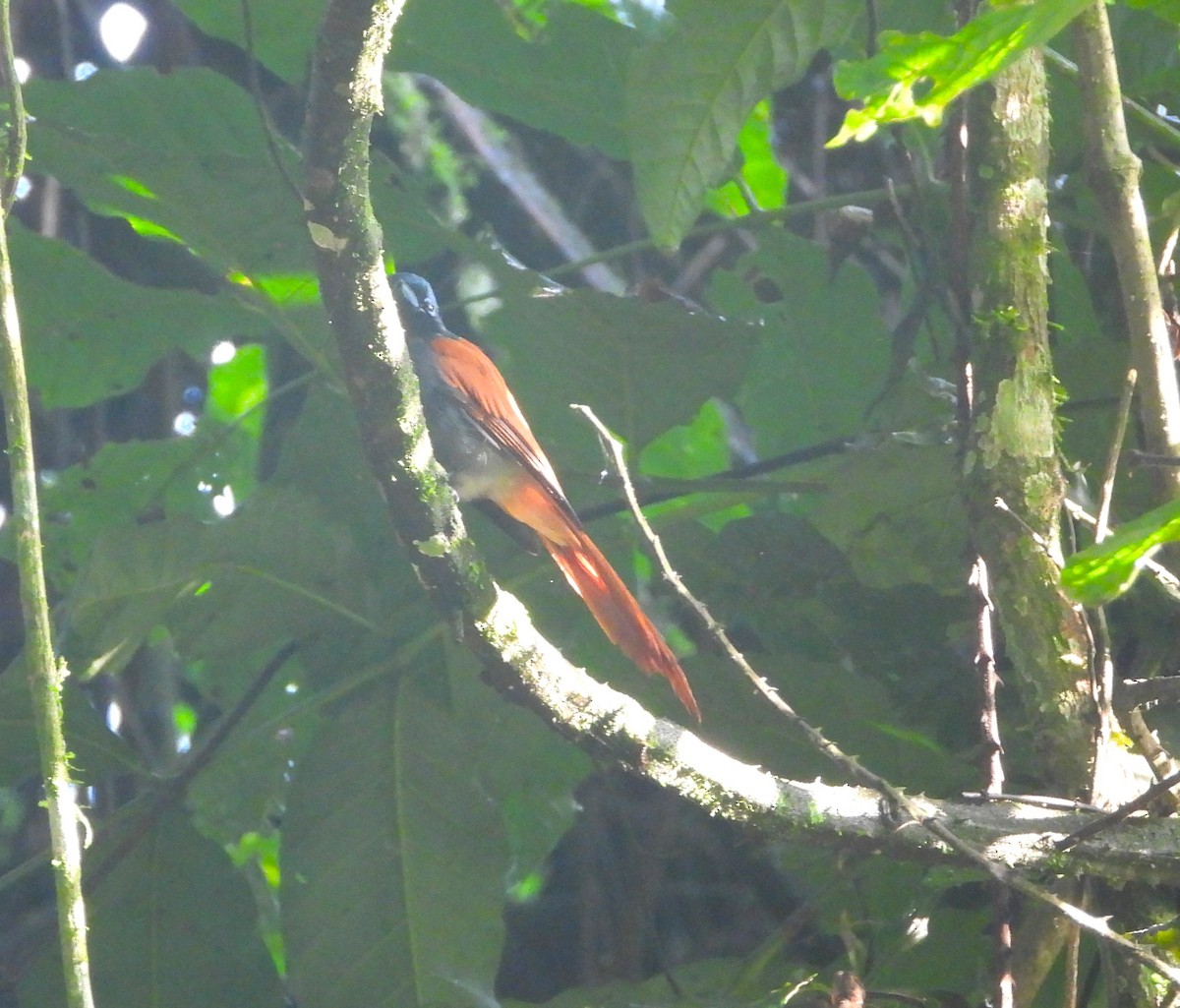African Paradise-Flycatcher - ML645267299