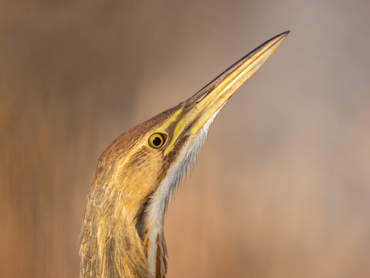 American Bittern - ML645267300