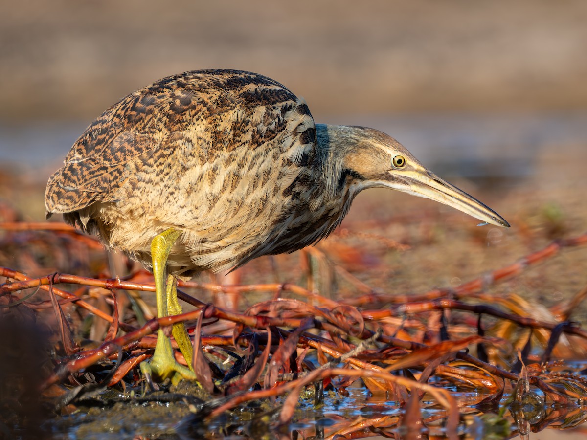 American Bittern - ML645267301