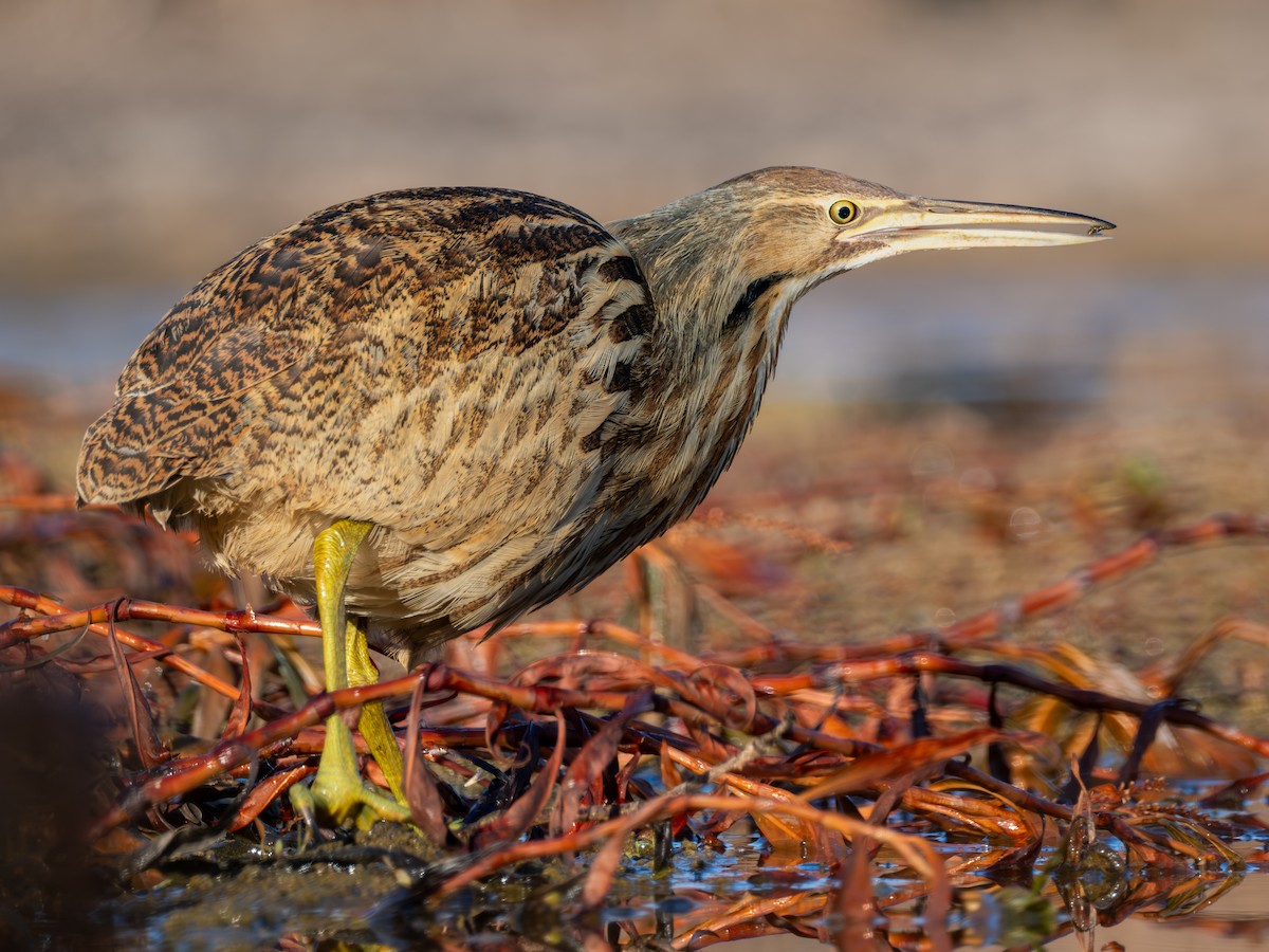 American Bittern - ML645267302