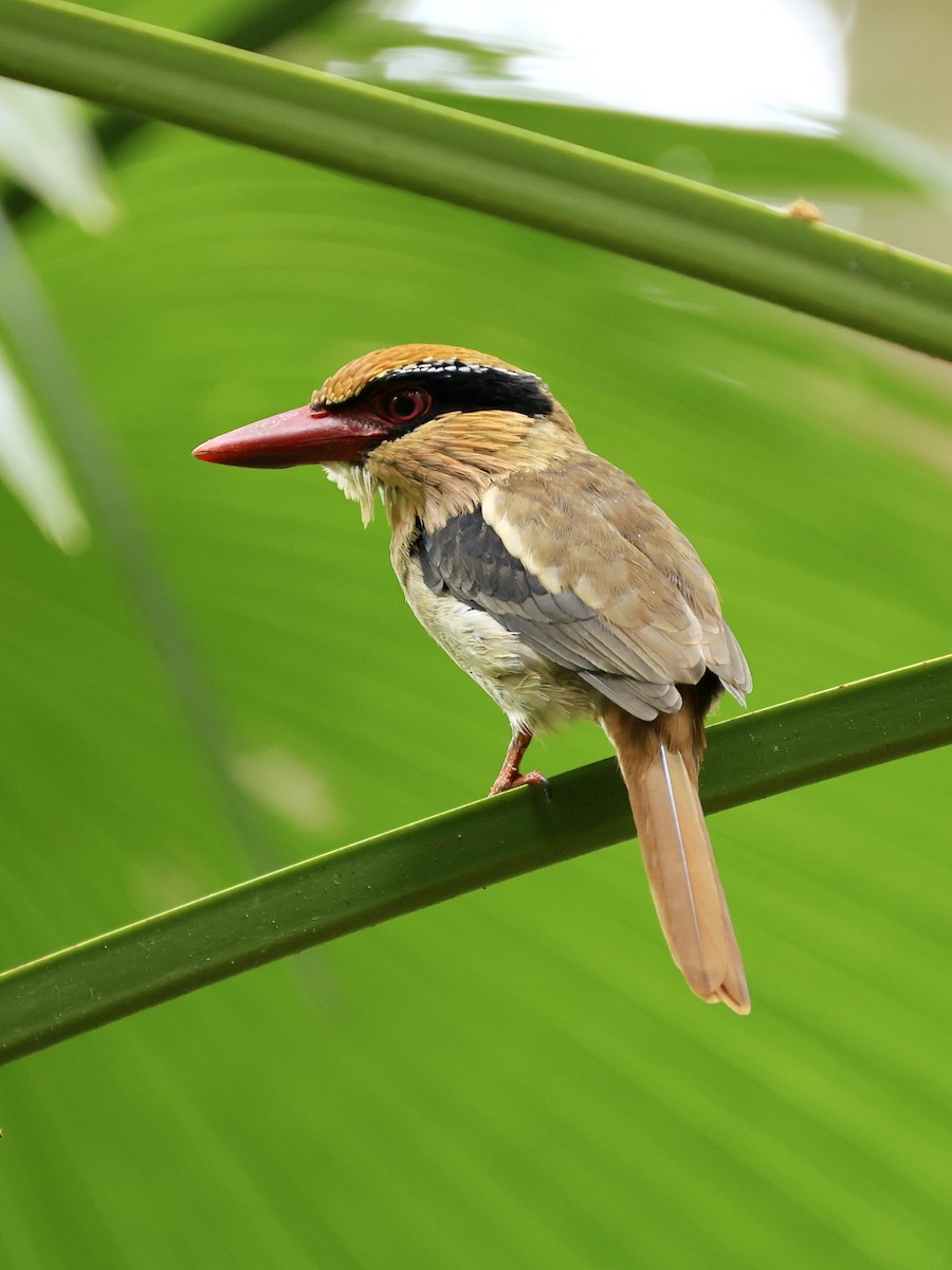 Sulawesi Lilac Kingfisher - ML645267303