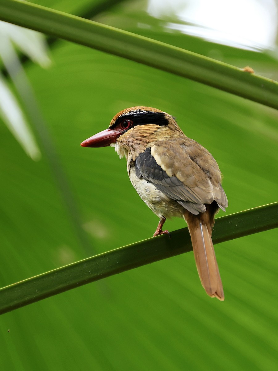 Sulawesi Lilac Kingfisher - ML645267304