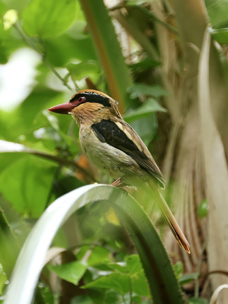 Sulawesi Lilac Kingfisher - ML645267305