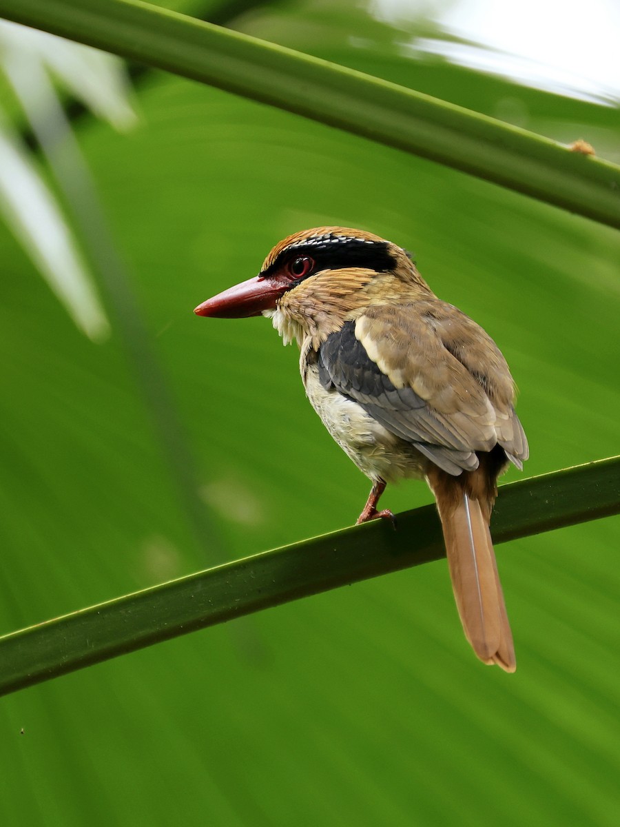 Sulawesi Lilac Kingfisher - ML645267306