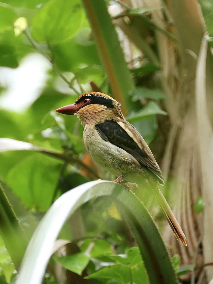 Sulawesi Lilac Kingfisher - ML645267307