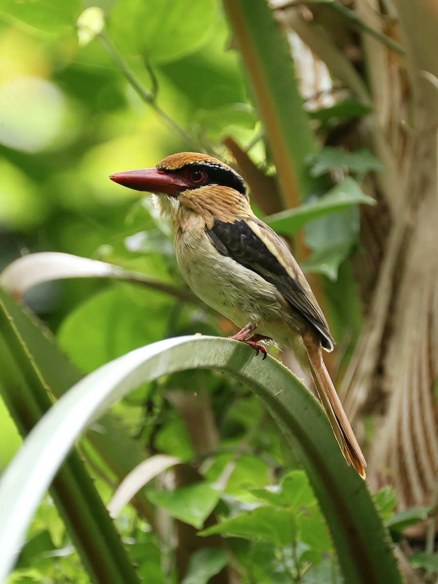 Sulawesi Lilac Kingfisher - ML645267308