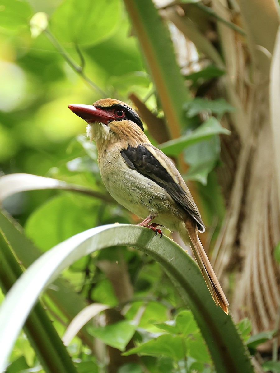 Sulawesi Lilac Kingfisher - ML645267309