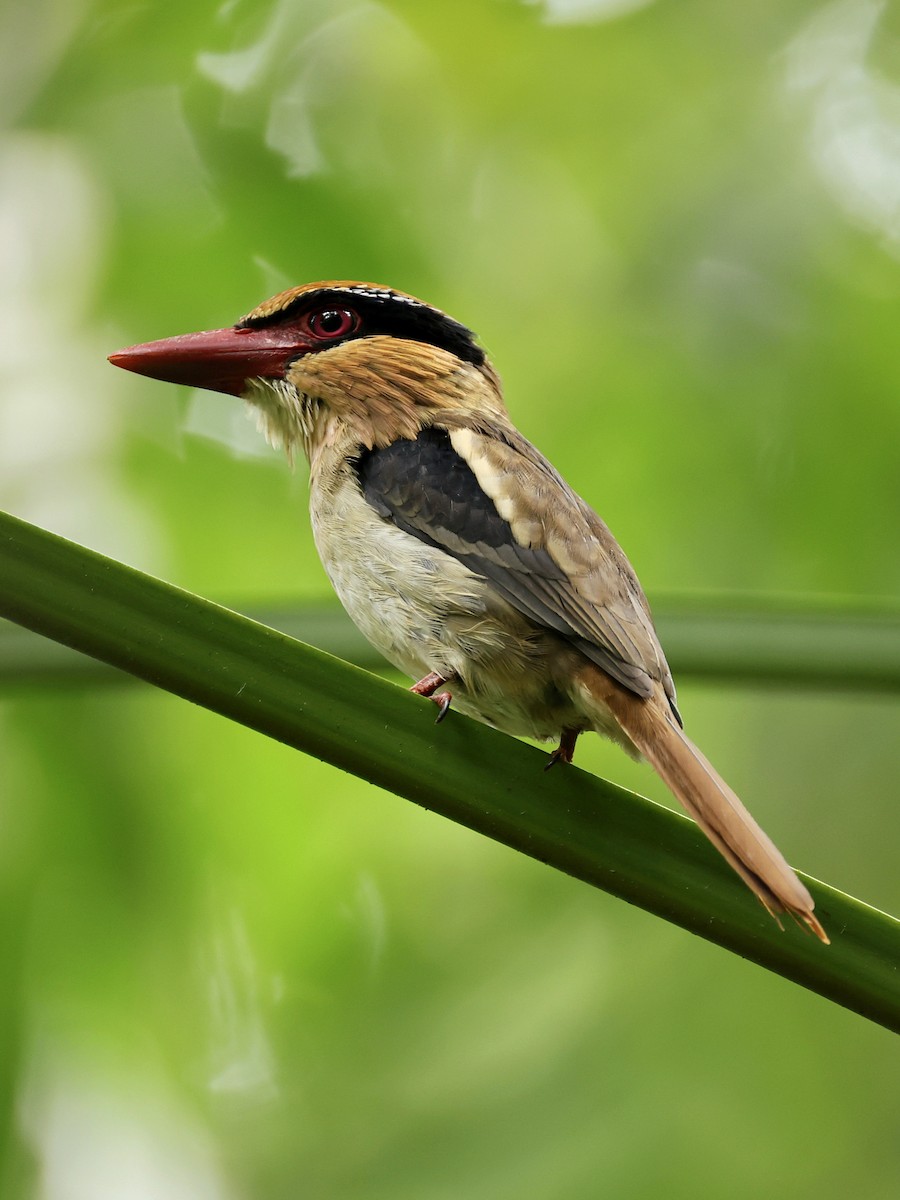 Sulawesi Lilac Kingfisher - ML645267310