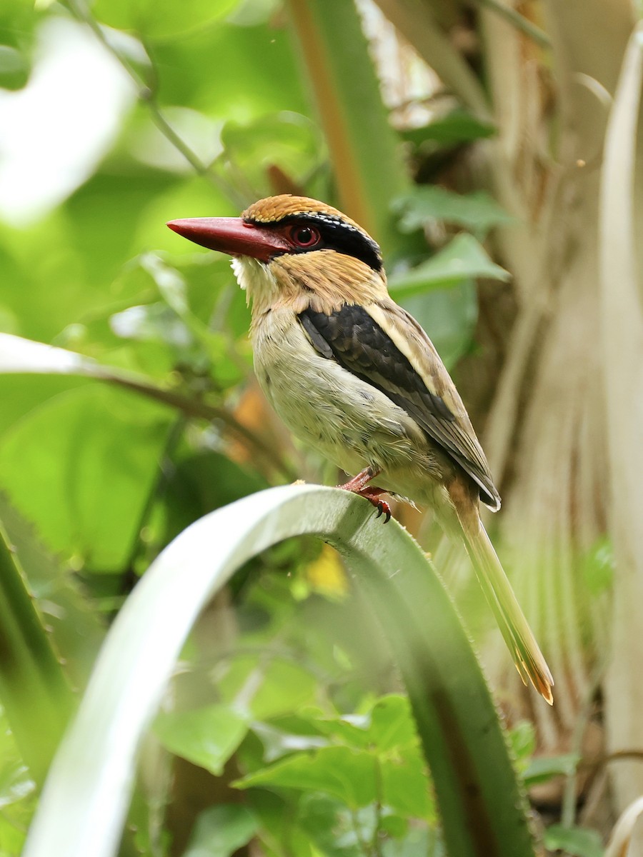 Sulawesi Lilac Kingfisher - ML645267311