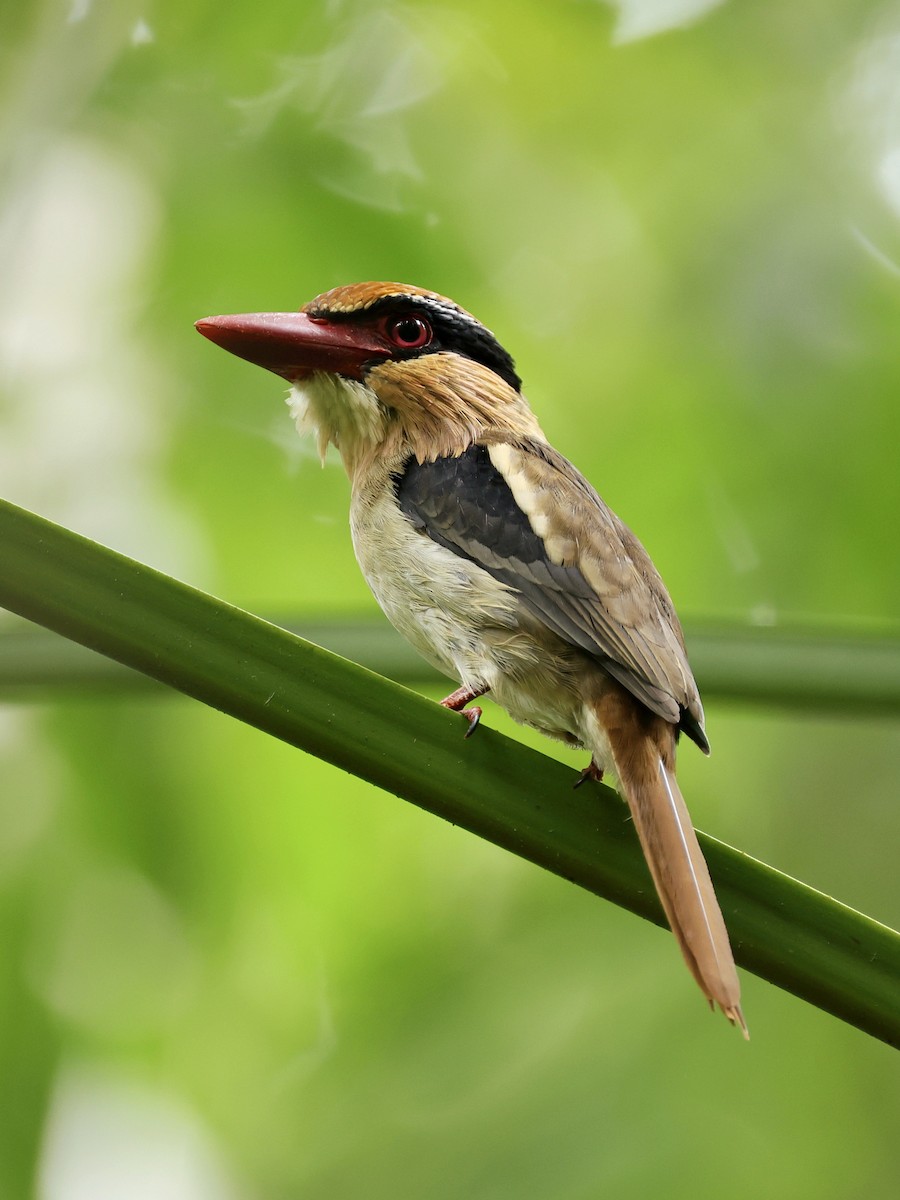 Sulawesi Lilac Kingfisher - ML645267312