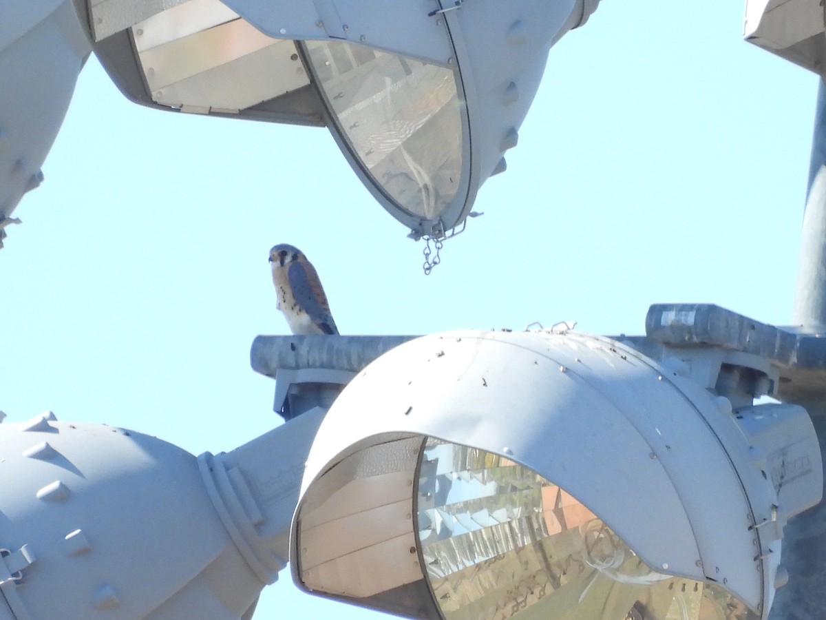 American Kestrel - ML645267313