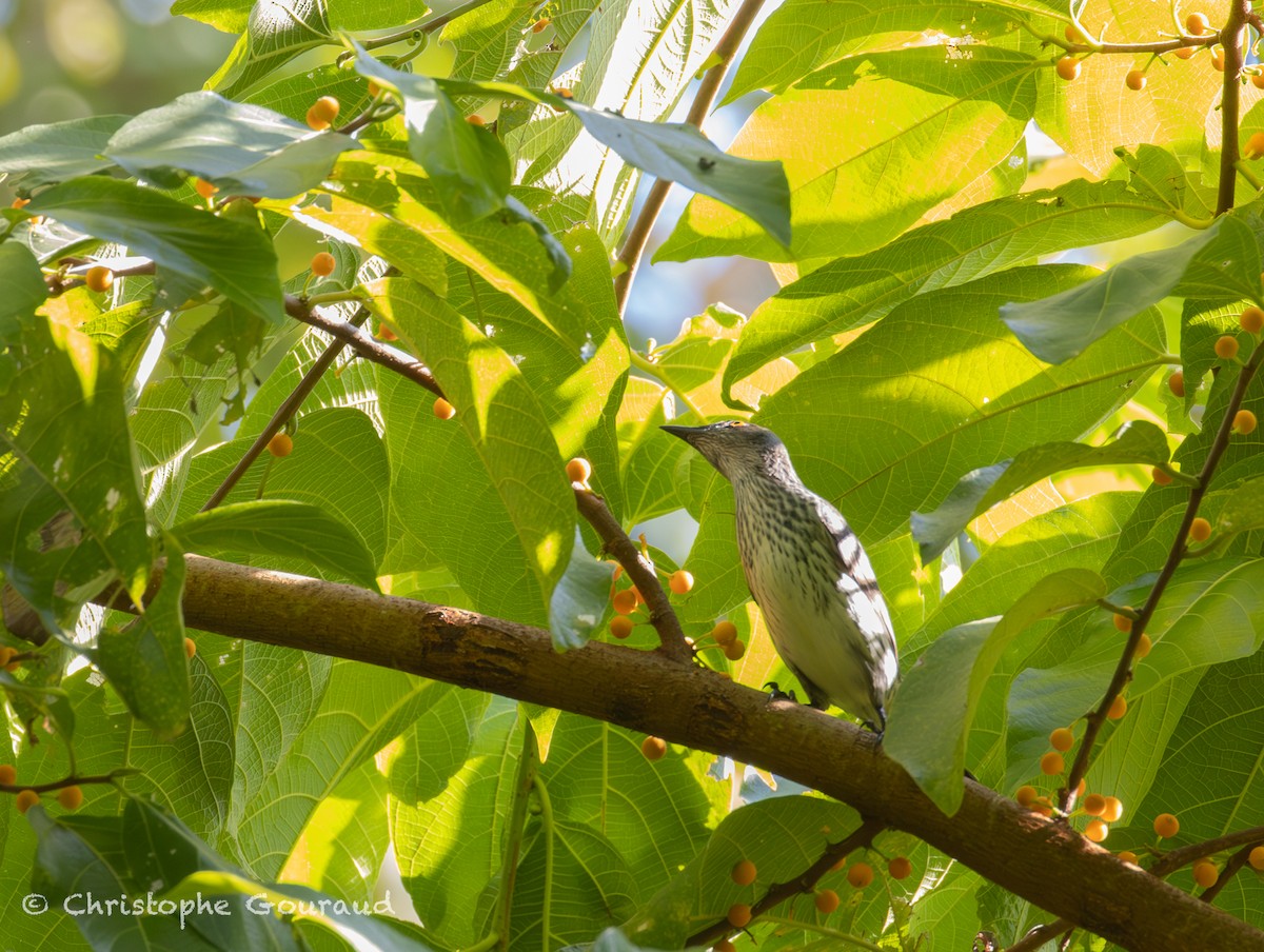 Singing Starling - ML645267314
