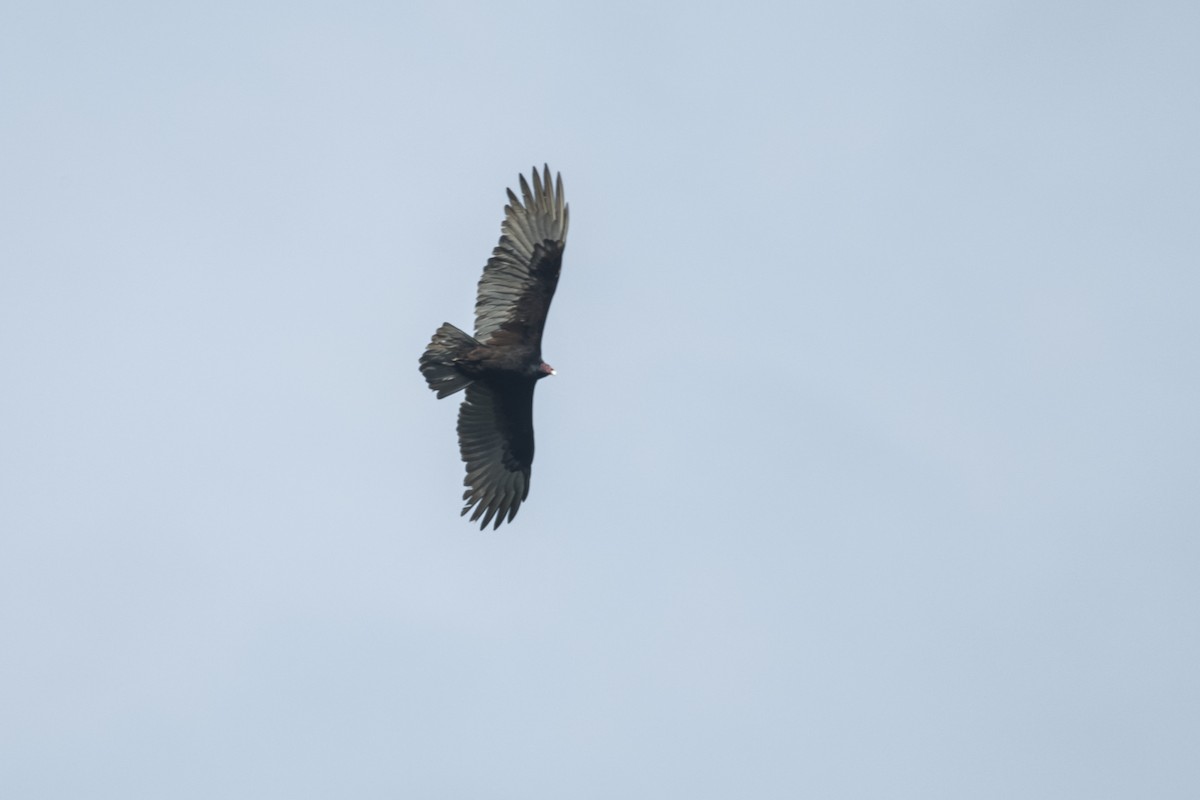Turkey Vulture - ML645267316