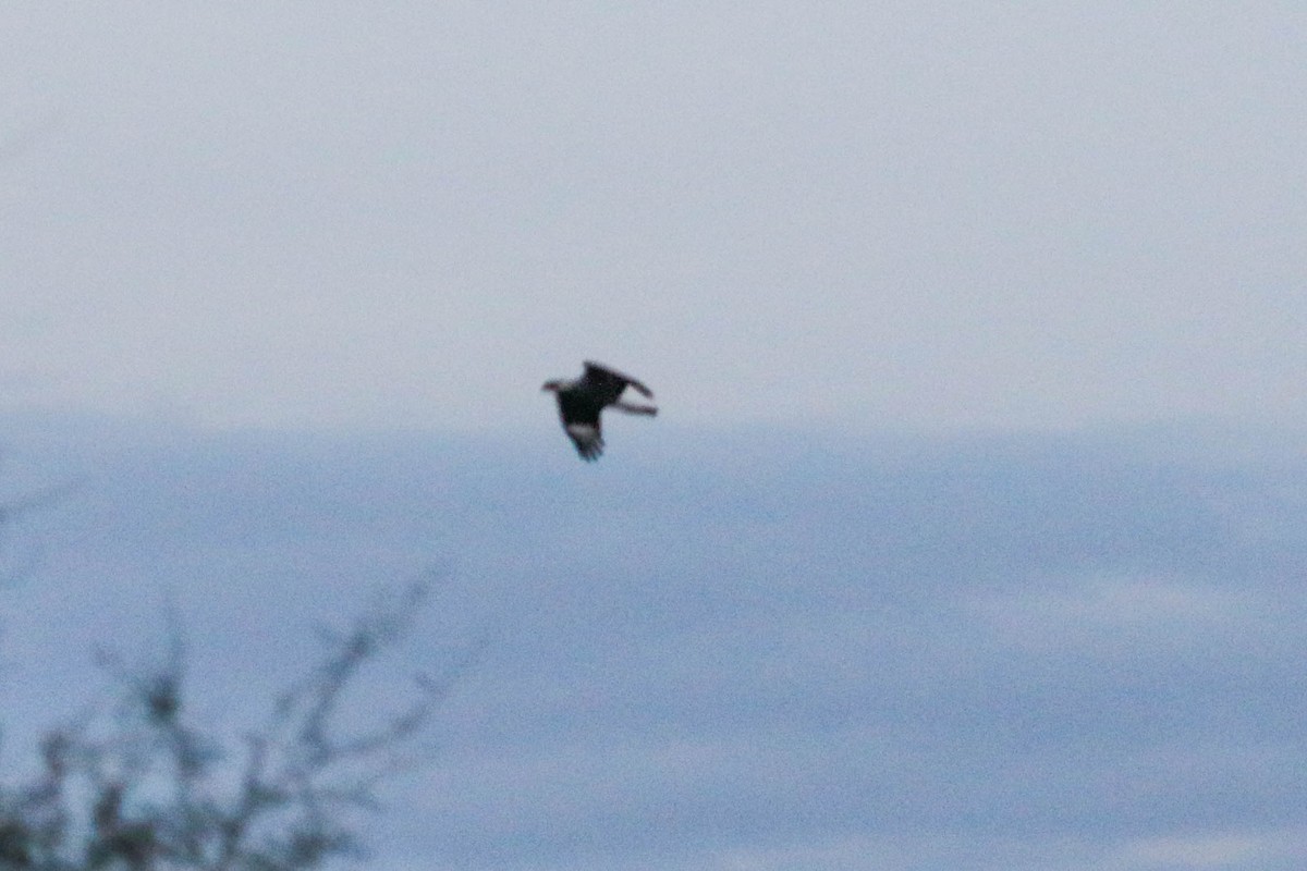 Crested Caracara (Northern) - ML645267318