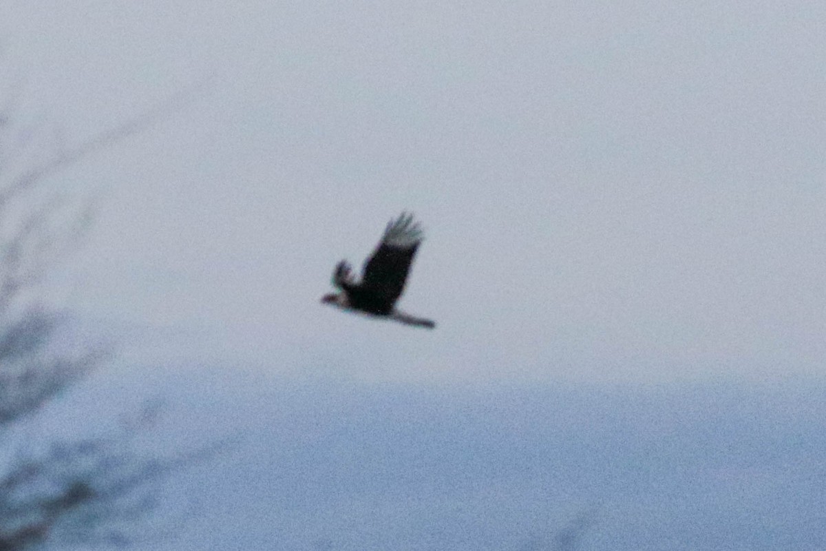 Crested Caracara (Northern) - ML645267319