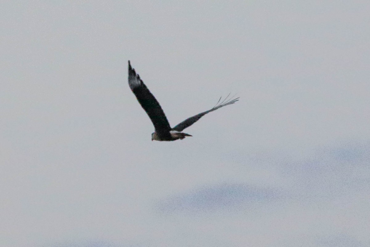 Crested Caracara (Northern) - ML645267320