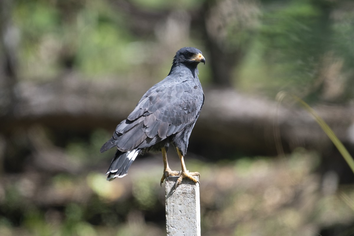 Common Black Hawk - ML645267321