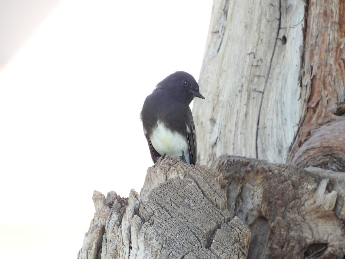 Black Phoebe - ML645267324